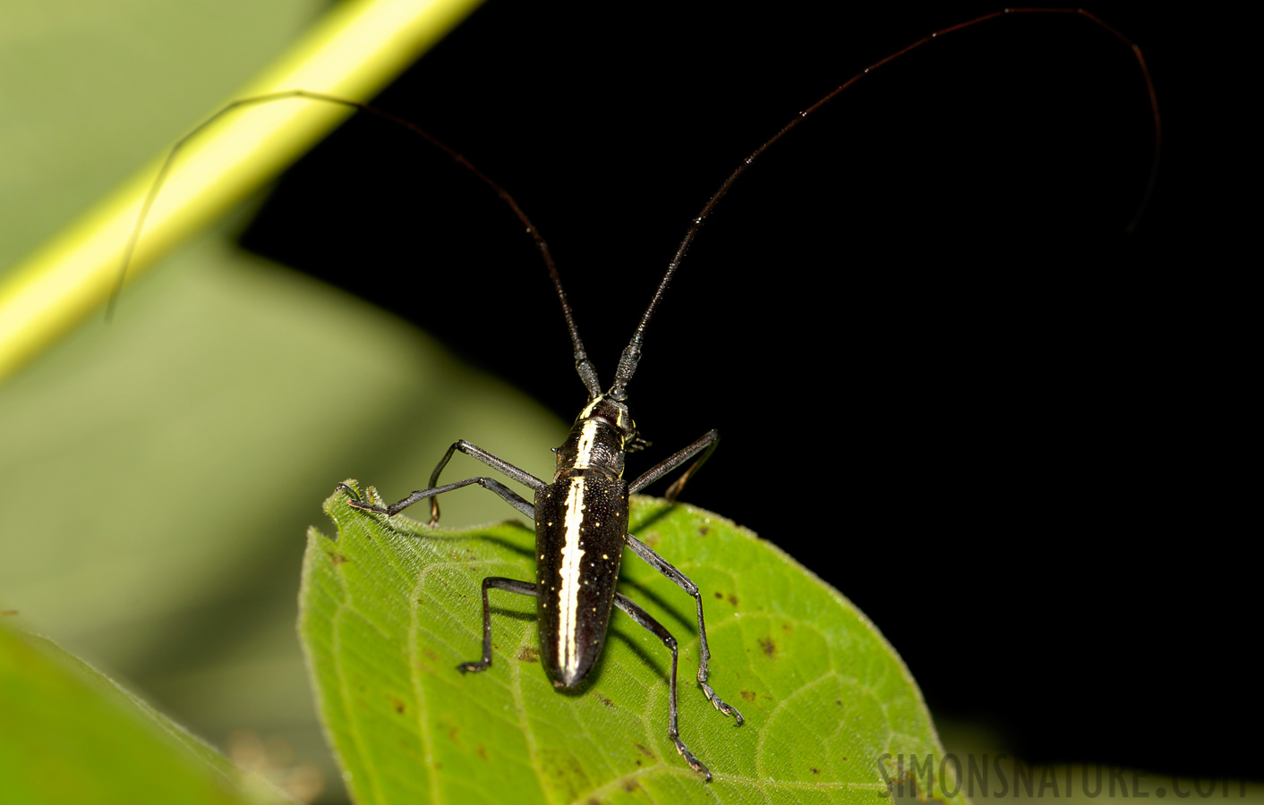 Taeniotes scalatus [105 mm, 1/60 sec at f / 10, ISO 100]